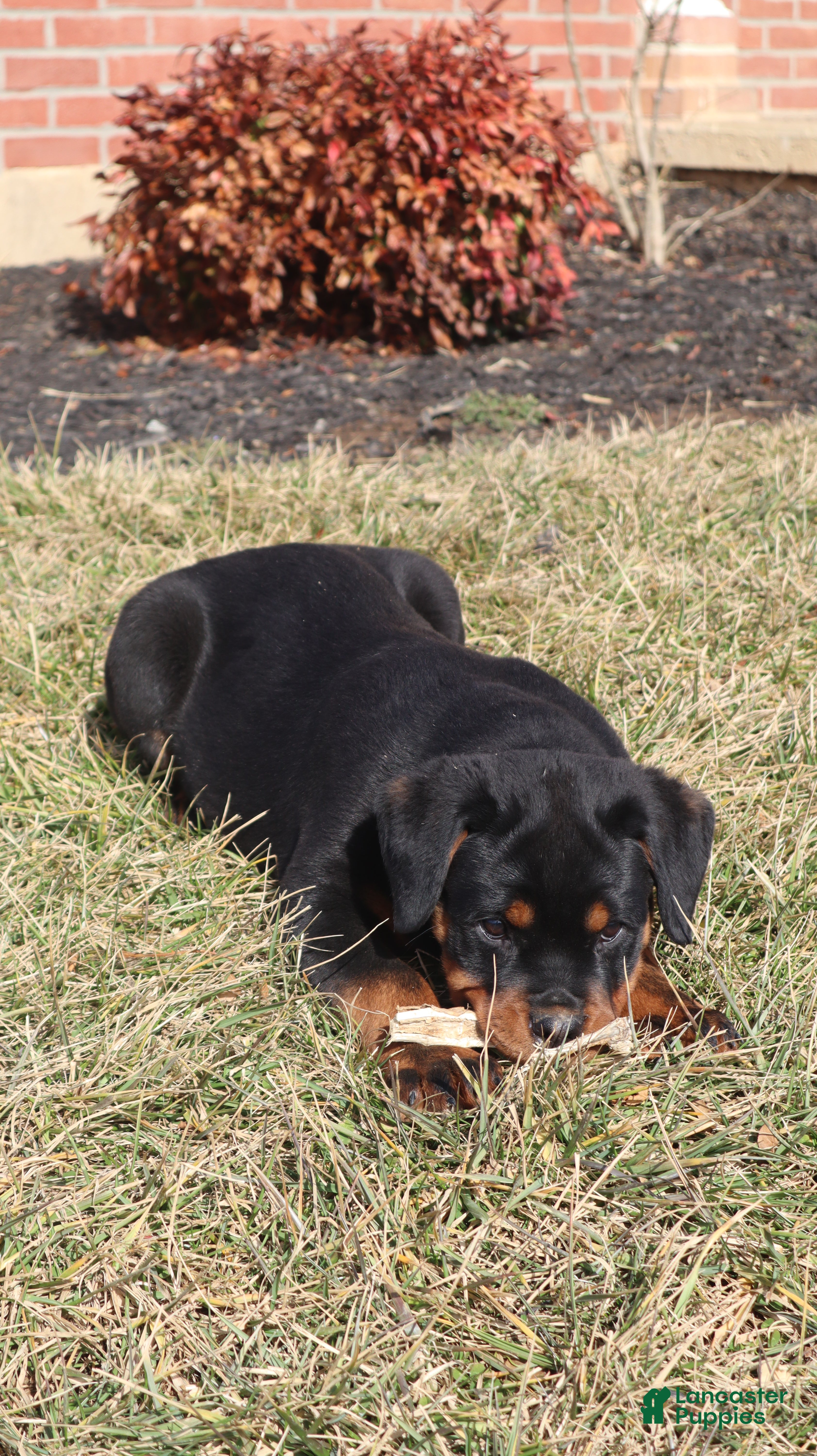 Rottweiler dogs Argus - Ad 1