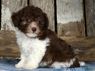 Havapoo dogs - Ad 18