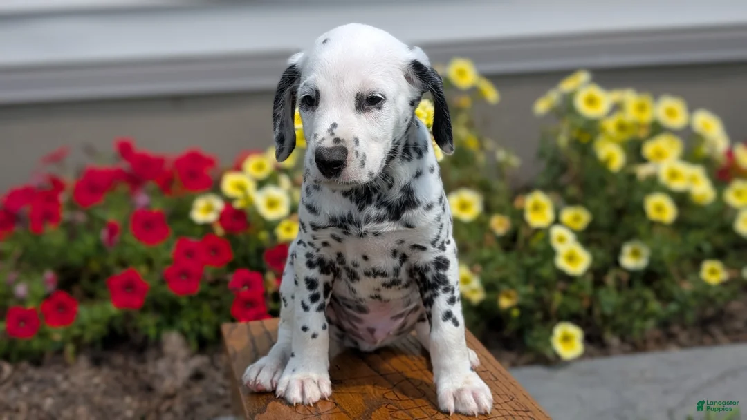 Dalmatian dogs for sale: Oliver - Ad 2