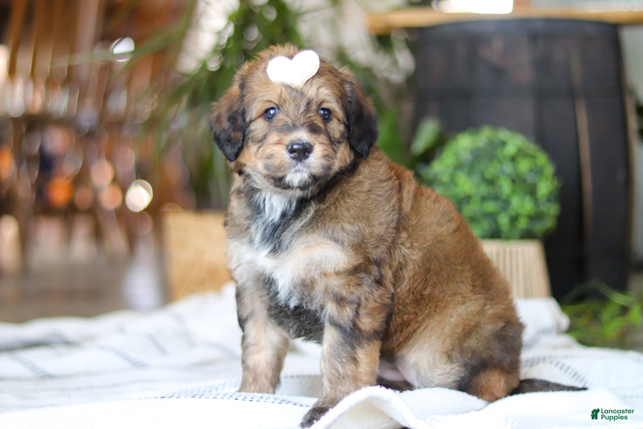 Bernedoodle dogs Clover - Ad 2