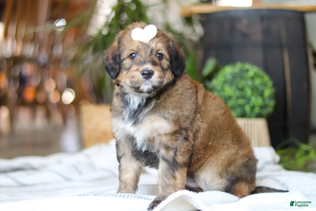 Bernedoodle dogs for sale: Clover - Ad 2