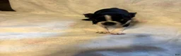 Boston Terrier dogs for sale: Molly - Ad 4