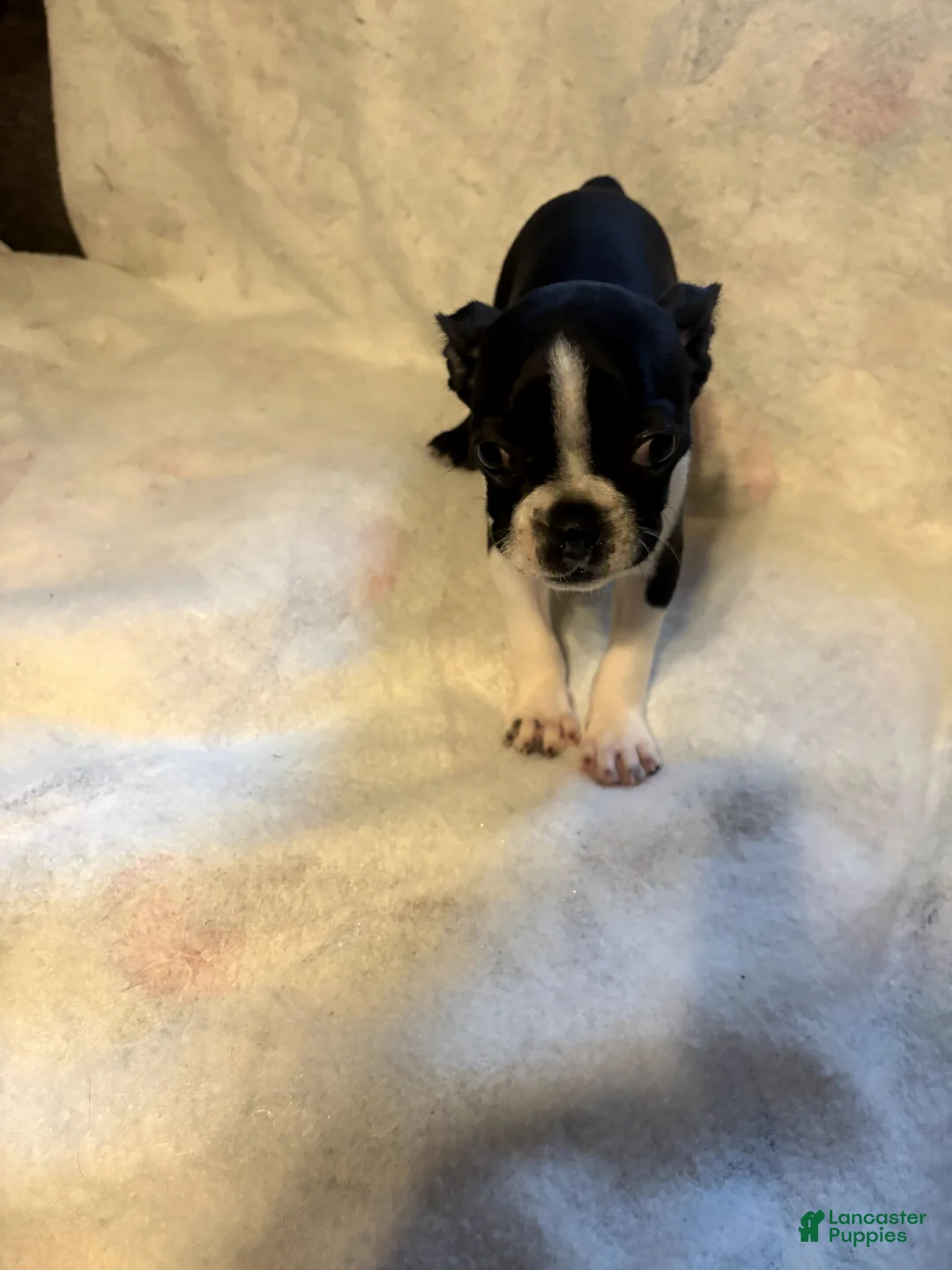 Boston Terrier dogs for sale: Molly - Ad 4