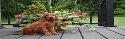 Irish Setter dogs for sale: Trixie - Ad 5