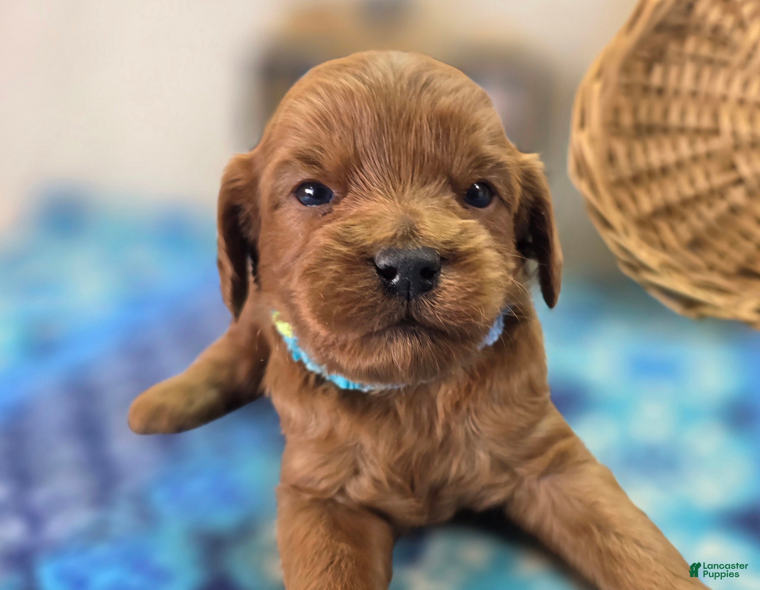 Cavapoo dogs Flea Flicker - Ad 5