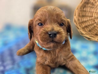 Cavapoo dogs Flea Flicker - Ad 40