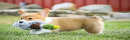 Welsh Corgi Pembroke dogs for sale: Jewel Welsh Corgi Pembroke  - Ad 6