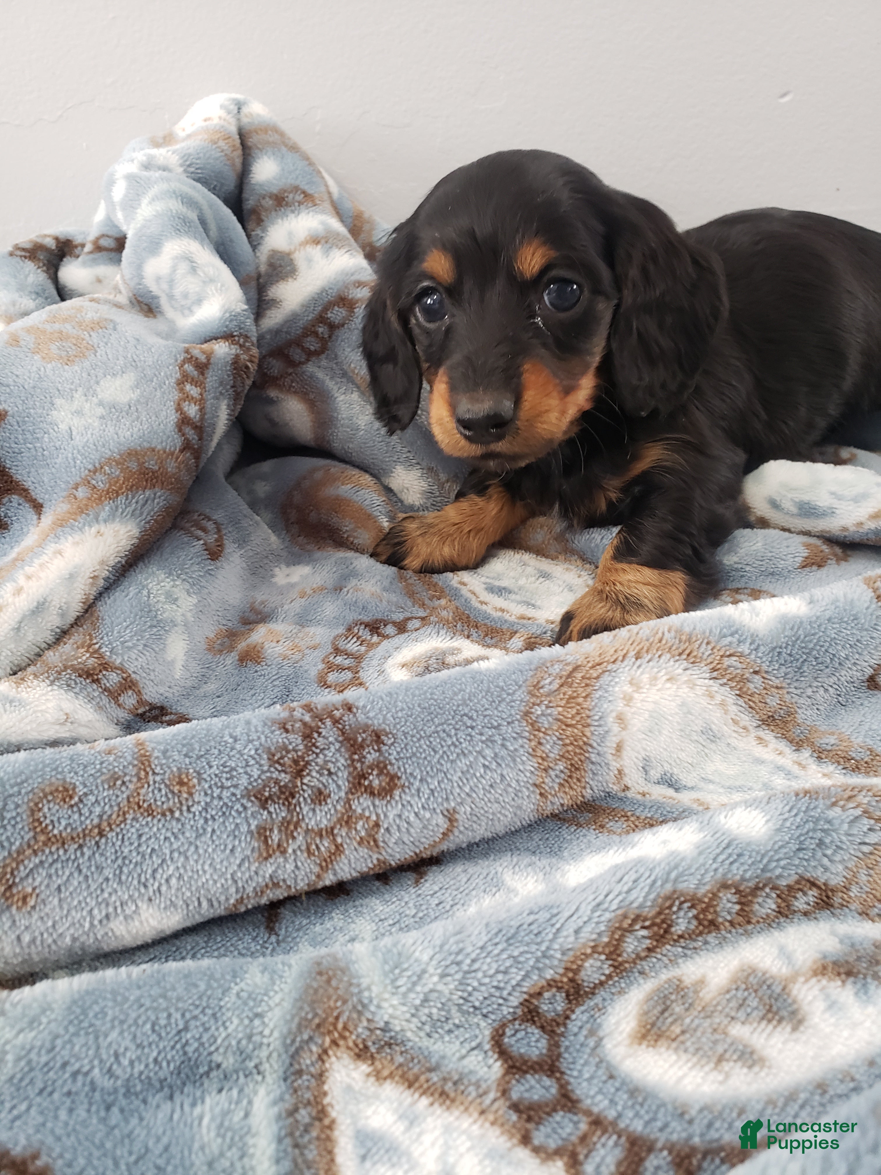 Miniature Dachshund dogs Bella - Ad 40