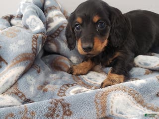 Miniature Dachshund dogs Bella - Ad 16