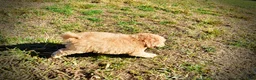 Havapoo dogs for sale: Dr. Pepper - Ad 19