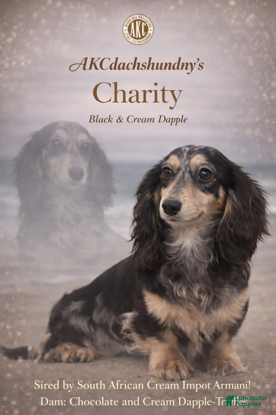 Miniature Dachshund dogs for sale: South African AKC Carrie’s Choc CR - Ad 18