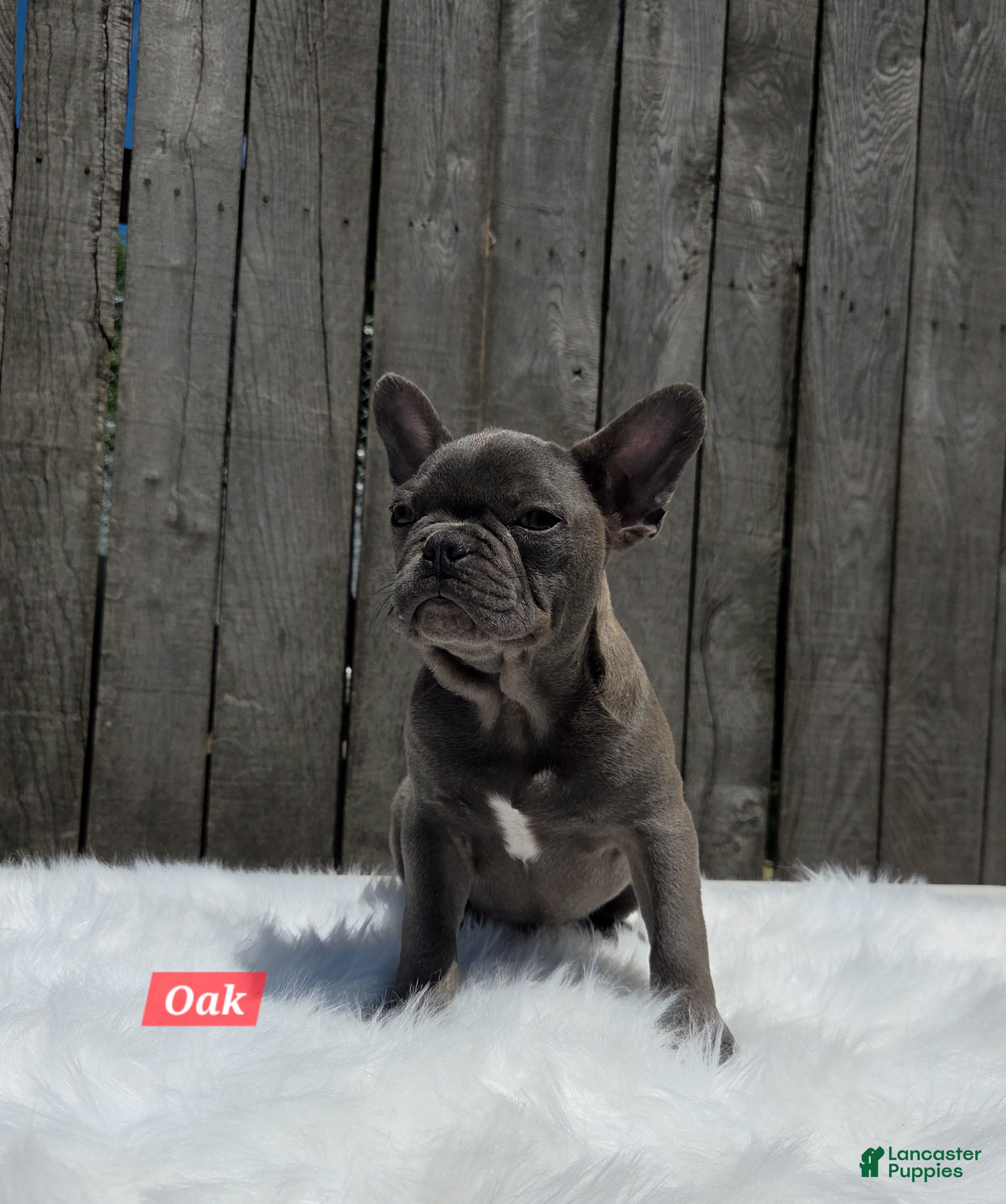 Mixed Breed dogs for sale: Oak - Ad 4