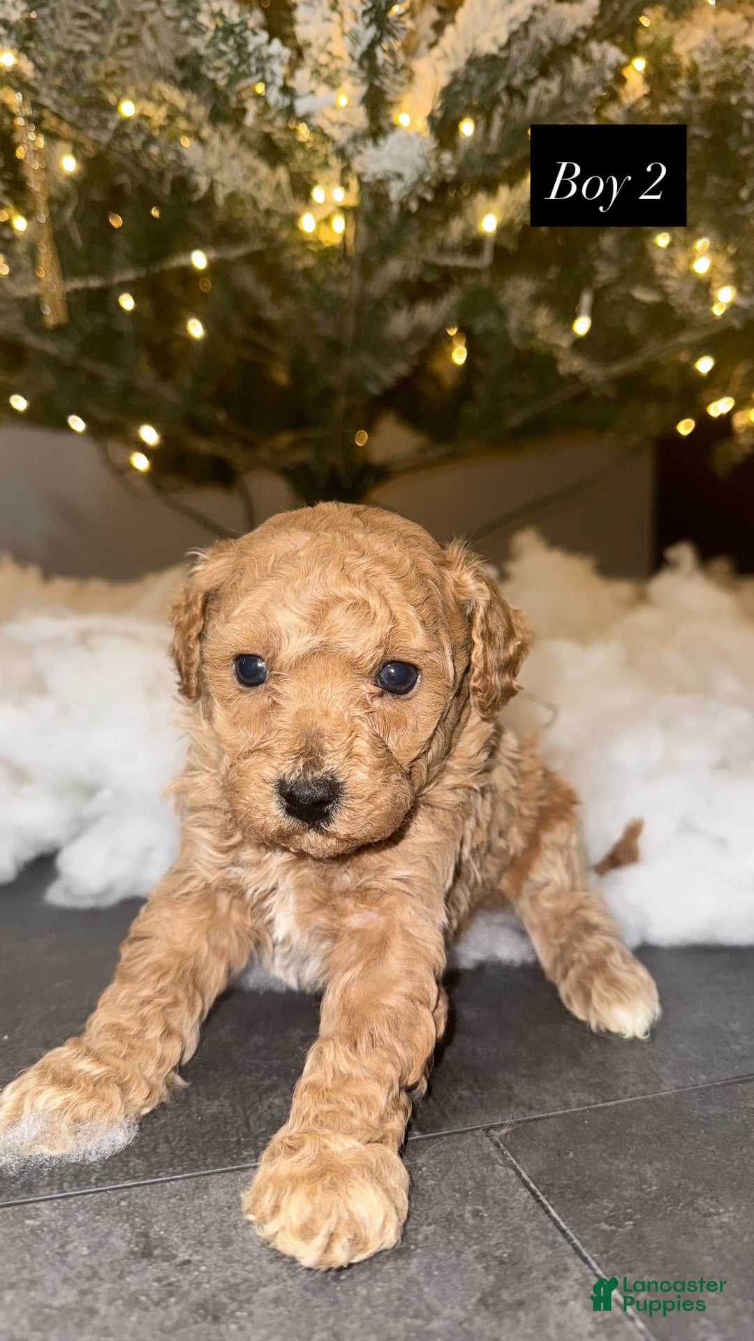 Miniature Poodle dogs for sale: Miniature Poodle Puppy 1 - Ad 5