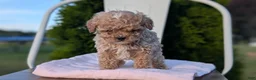 Cavapoo dogs for sale: Saint - Ad 10
