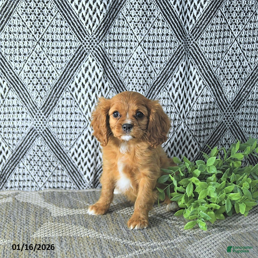 Cavalier King Charles Spaniel dogs Arya - Ad 8