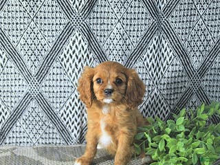 Cavalier King Charles Spaniel dogs Arya - Ad 39