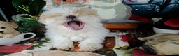 Shih Tzu dogs for sale: osito - Ad 2