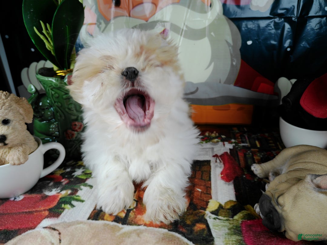 Shih Tzu dogs for sale: osito - Ad 2