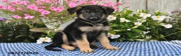 German Shepherd dogs for sale: Kaiser - Ad 3