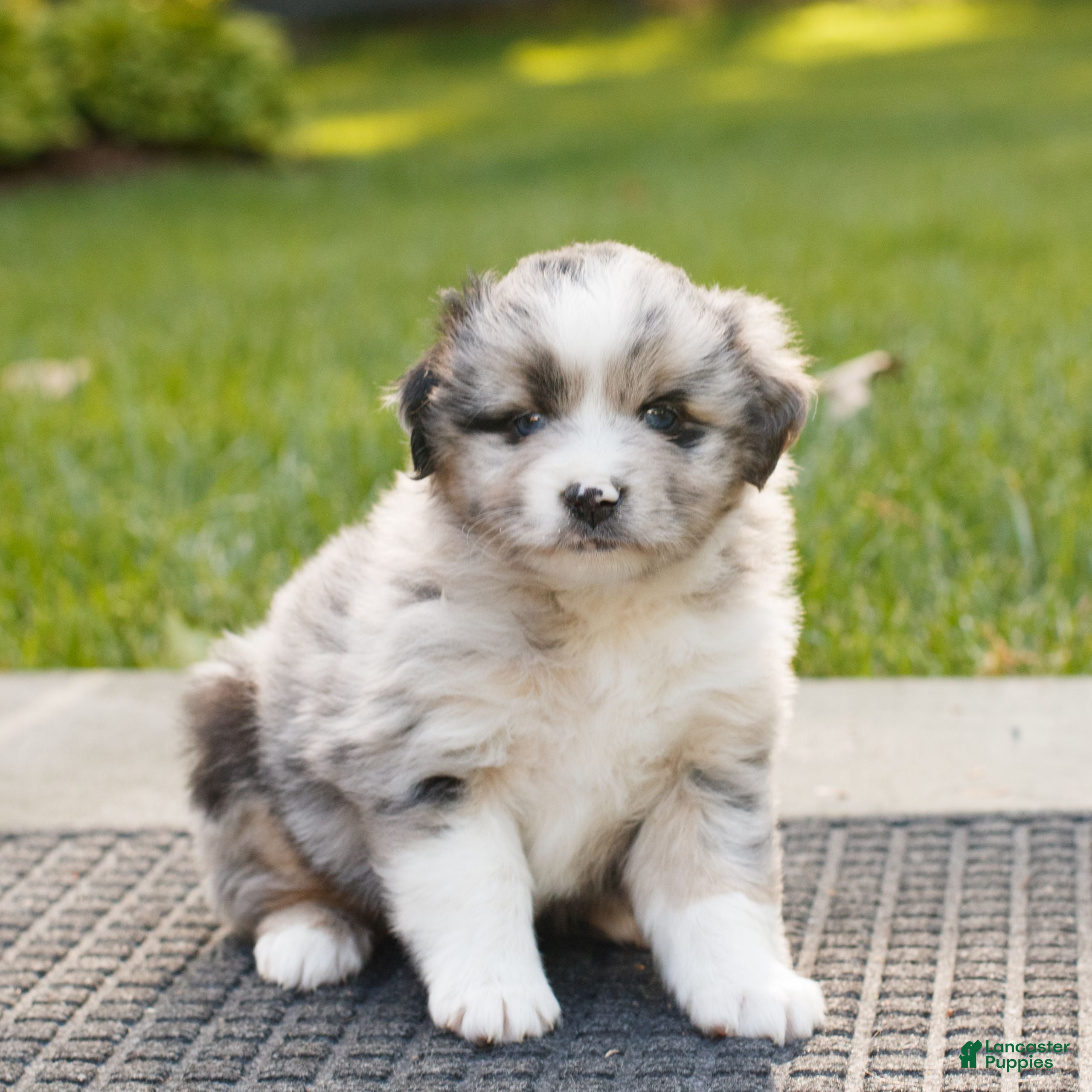Miniature Australian Shepherd dogs for sale: Colton  - Ad 1