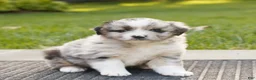 Miniature Australian Shepherd dogs for sale: Colton  - Ad 1