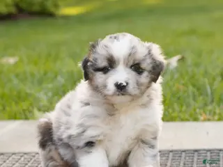 Miniature Australian Shepherd dogs for sale: Colton - Ad 1