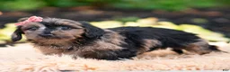 Yorkiepoo dogs for sale: Esmeralda - Ad 4