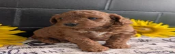 Mini Goldendoodle dogs for sale: Mini -Katy - Ad 5