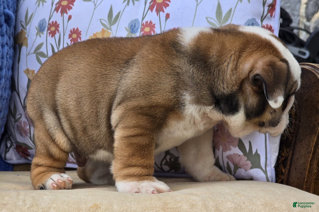 English Bulldog dogs for sale: Bulldozer  - Ad 7