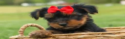 Yorkshire Terrier dogs for sale:  Benji  💛🐾 - Ad 3