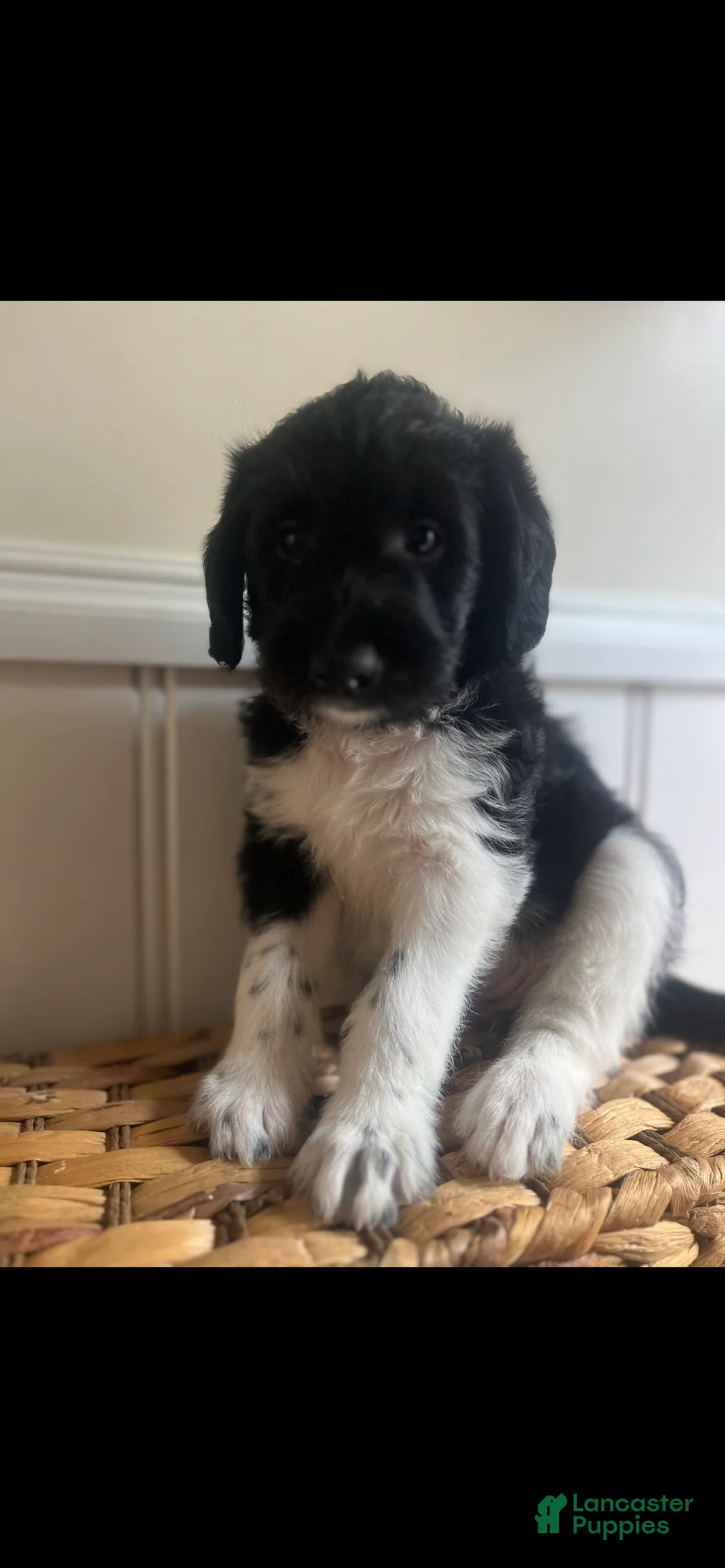 Labradoodle dogs for sale: Kiara - Ad 1
