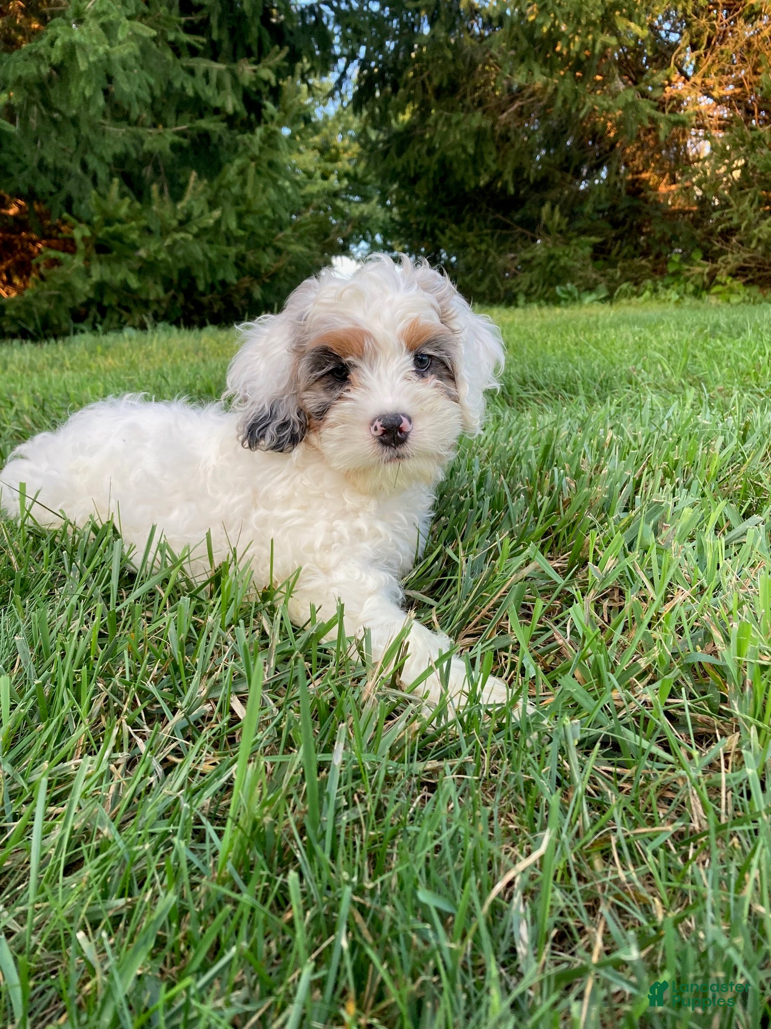 Cockapoo dogs Boston - Ad 2