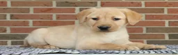 Labrador Retriever dogs for sale: Beth - Ad 5