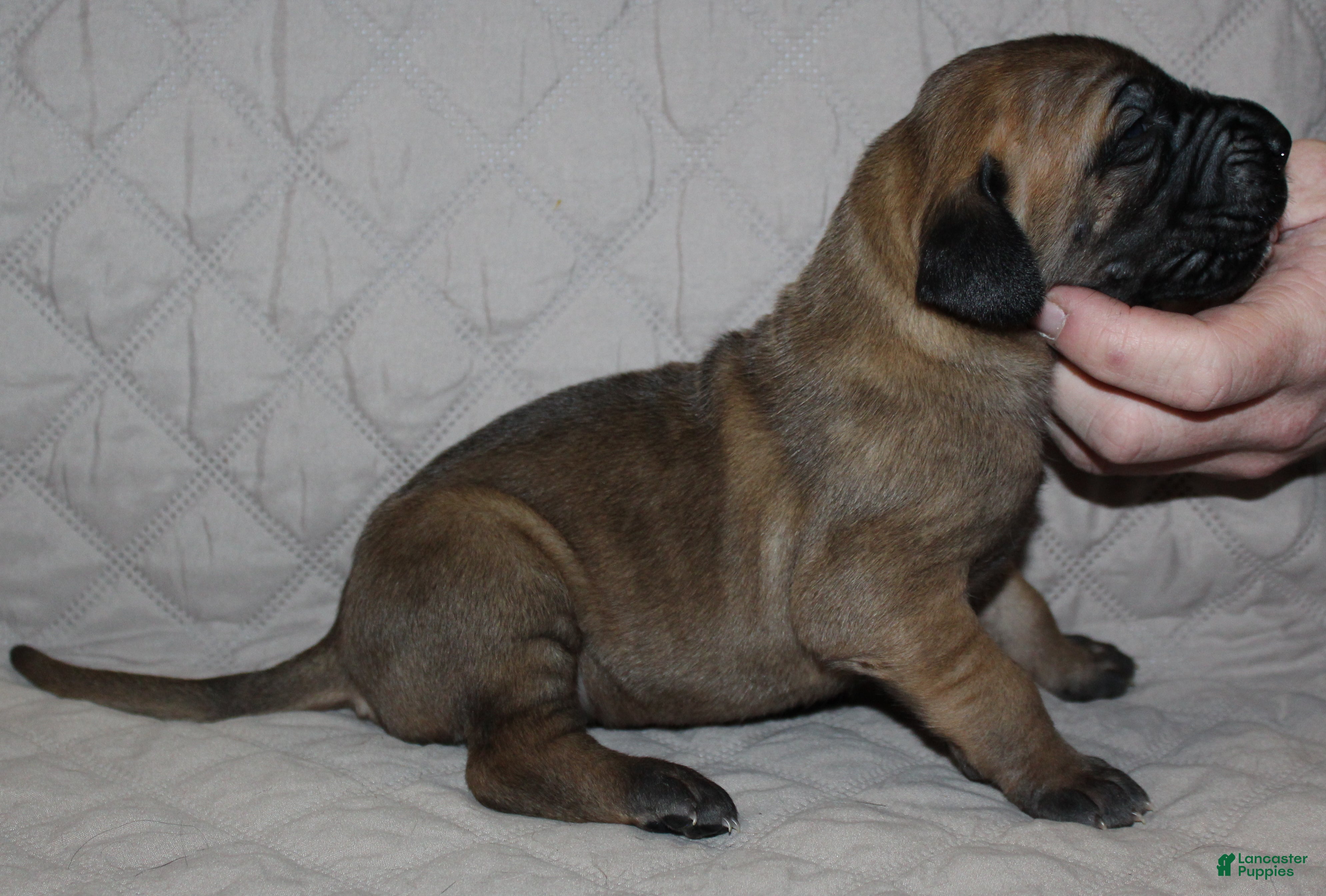 Great Dane dogs Sawyer - Ad 10