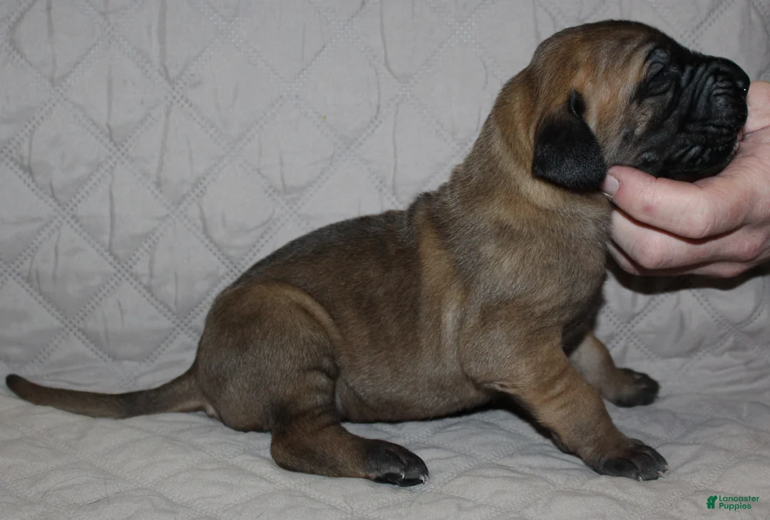 Great Dane dogs for sale: Sawyer - Ad 1