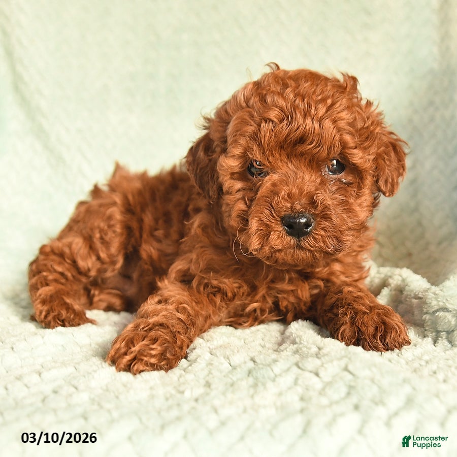 Toy Poodle dogs Oben - Ad 2