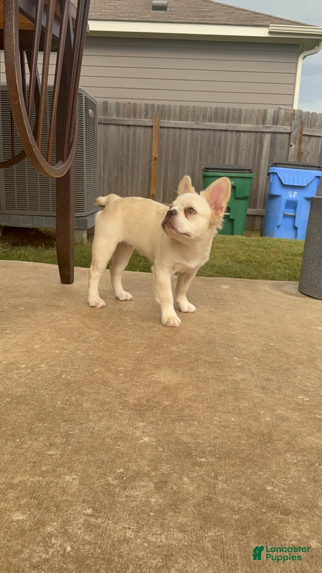 French Bulldog dogs for sale: Wham  - Ad 1