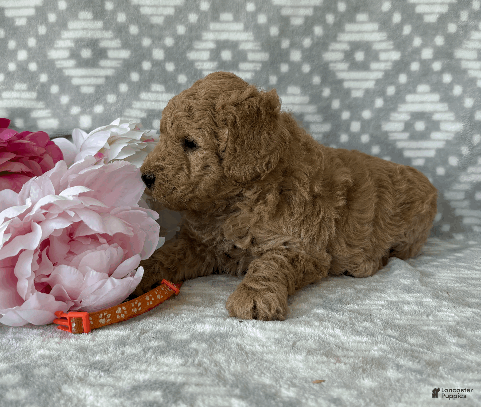Goldendoodle dogs Poppy - Ad 1