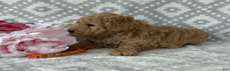 Goldendoodle dogs for sale: Poppy - Ad 1