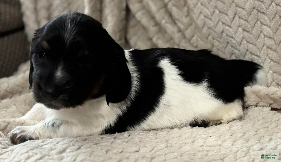 Dachshund dogs for sale: Black n white male - Ad 3