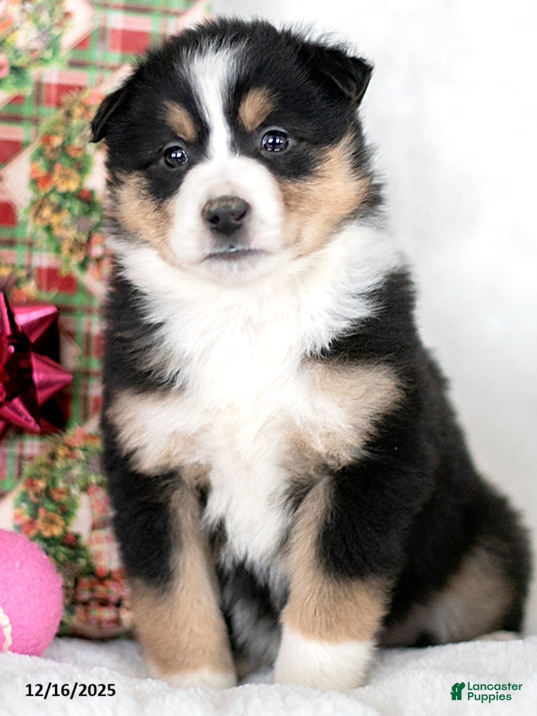 Miniature Australian Shepherd dogs for sale: Ivy - Ad 2