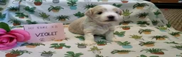 Maltipoo dogs for sale: Violet - Ad 9