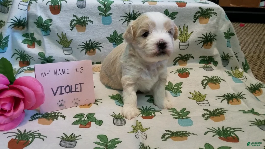 Maltipoo dogs for sale: Violet - Ad 9