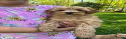Mini Goldendoodle dogs for sale: Bella - Ad 5