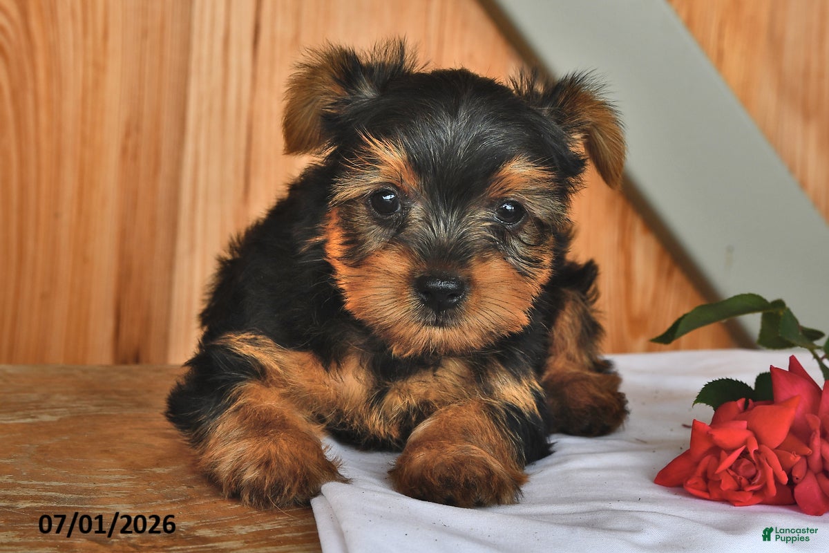 Yorkshire Terrier dogs Kenny - Ad 2