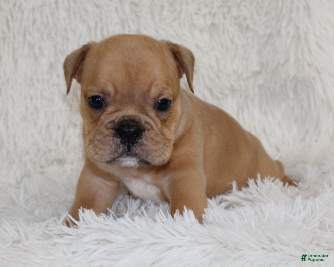 English Bulldog dogs for sale: Polo - Ad 5