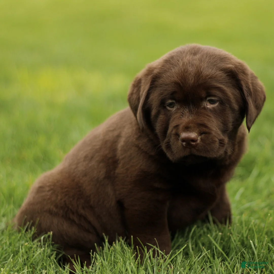 Labrador Retriever dogs for sale: Harley  - Ad 2
