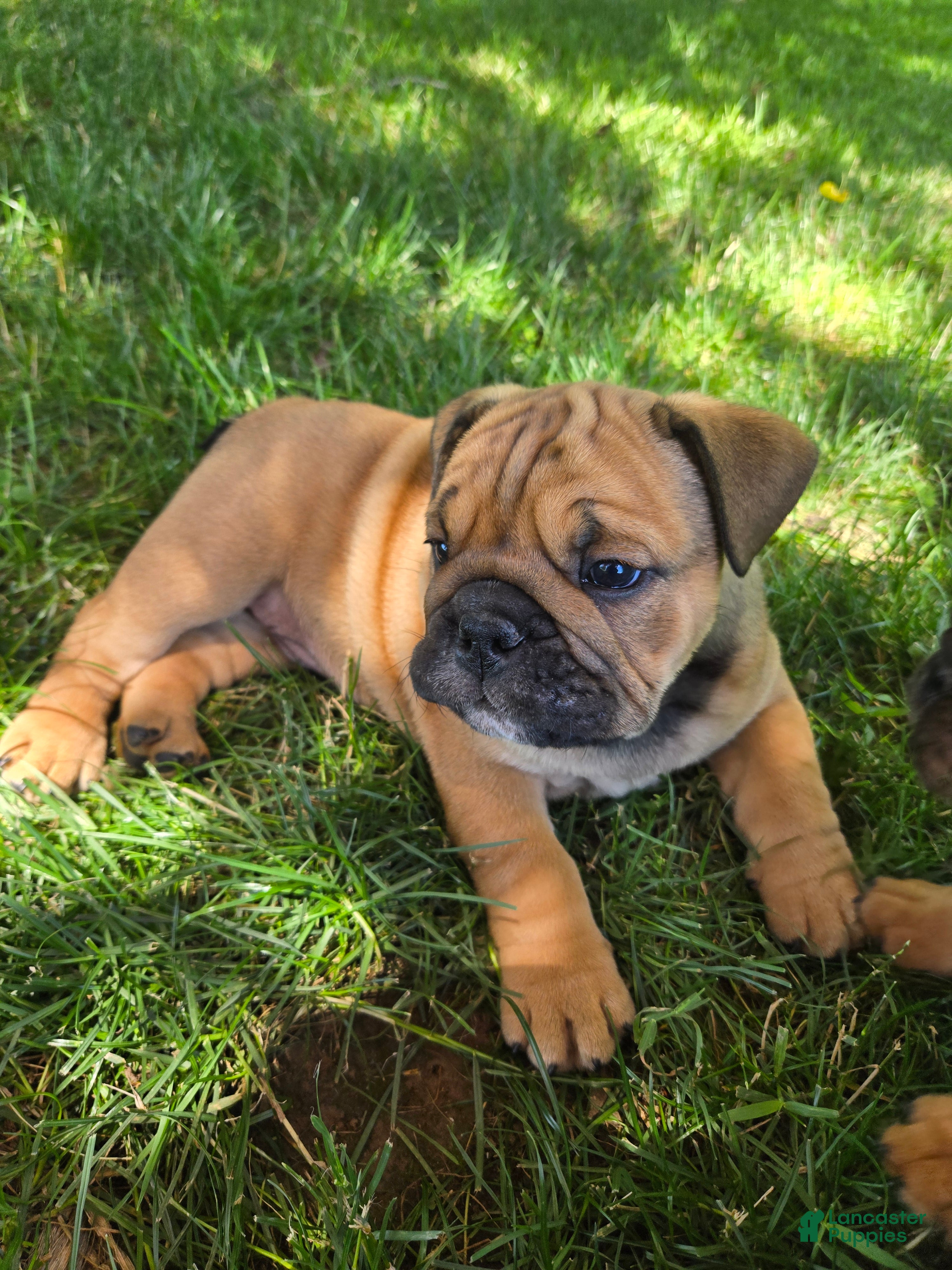 English Bulldog dogs Cooper - Ad 2