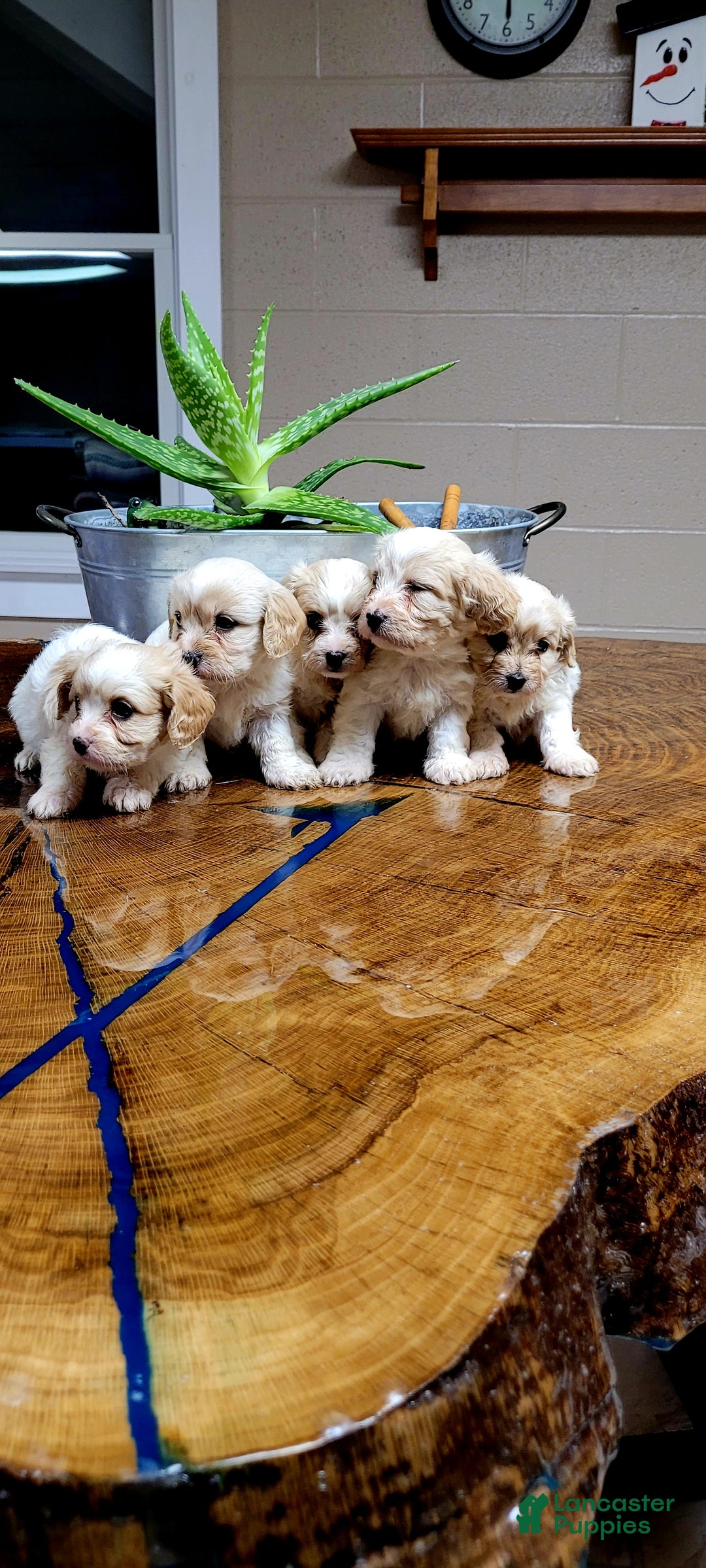 Cavachon dogs for sale: Bela  - Ad 6