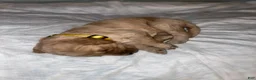 Double Doodle dogs for sale: Yellow - Ad 2